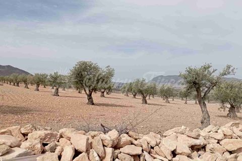 Finca i Yecla, Murcia, Yecla - € 350.000 | Ref: SF0507 - foto 28